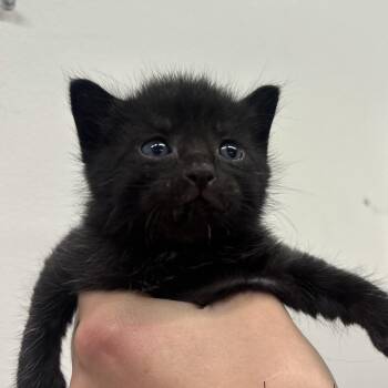 Jacob -  Domestic Short Hair Cat for Adoption in Tampa, Florida - Jacob | PetCurious