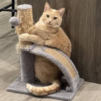 Domestic Short Hair Cats Available for Adoption - Hebe | PetCurious