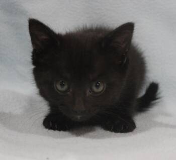 Domestic Short Hair Cats Available for Adoption in Vacaville, California - Cyra | PetCurious