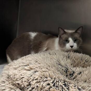 Snoopy -  Siamese Cat for Adoption in Hawthorne, California - Snoopy | PetCurious