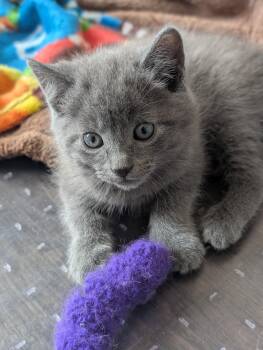 Domestic Short Hair Cats Available for Adoption in Morrison, Colorado - Lewisville Morley-Steve | PetCurious