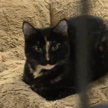 Rescue Domestic Short Hair Cats for Adoption in Coos Bay, Oregon - Rachel | PetCurious