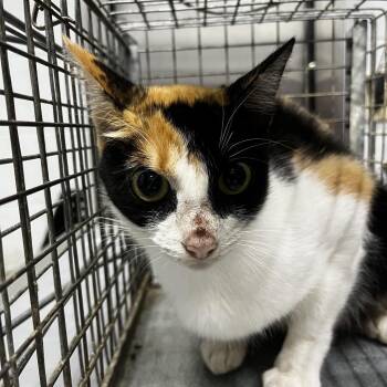 Sheila -  Domestic Short Hair Cat for Adoption in Summerville, South Carolina - Sheila | PetCurious