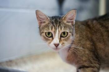 Windy -  Domestic Short Hair Cat for Adoption in Golden Valley, Minnesota - Windy | PetCurious