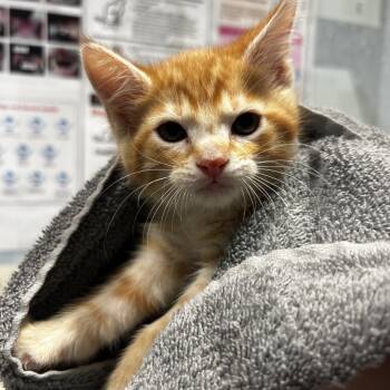 Tomatonator -  Domestic Short Hair Cat for Adoption in Chattanooga, Tennessee - Tomatonator | PetCurious