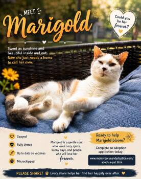Marigold -  Domestic Short Hair Cat for Adoption in North Vernon, Indiana - Marigold | PetCurious