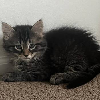 Domestic Short Hair Cats Available for Adoption in Wind Gap, Pennsylvania - Ruby | PetCurious