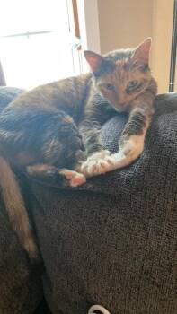Annie -  Domestic Short Hair Cat for Adoption in Newport, Kentucky - Annie | PetCurious