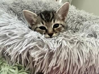 Moe -  Domestic Short Hair Cat for Adoption in Fruit Heights, Utah - Moe | PetCurious