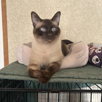 Rescue Siamese Cats for Adoption in Peru, Illinois - Riley | PetCurious