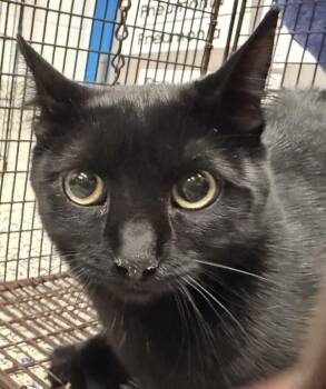Mamma Kitty -  Domestic Short Hair Cat for Adoption in Golden, Colorado - Mamma Kitty | PetCurious