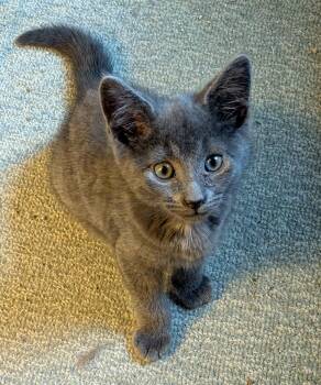 Domestic Short Hair Cats Available for Adoption in Wadsworth, Ohio - Jonah | PetCurious