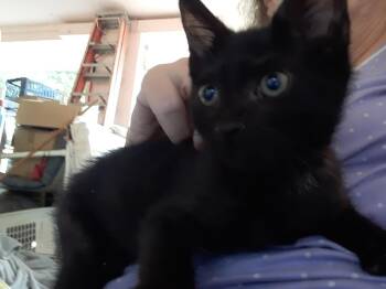Domestic Short Hair Cats Available for Adoption in Deltona, Florida - Binx | PetCurious