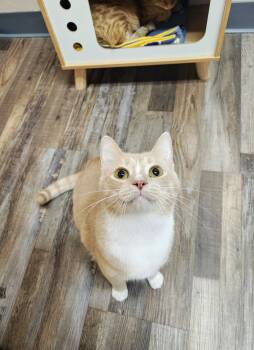 Domestic Short Hair Cats Available for Adoption in Oconto, Wisconsin - Noah & Oliver (Bonded Pair) | PetCurious