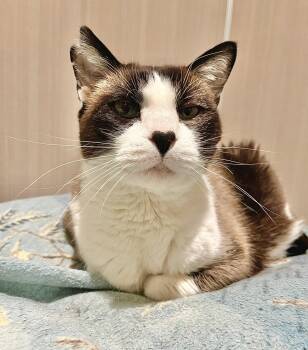 Rescue Siamese Cats for Adoption in Hamilton, Montana - Bodie | PetCurious