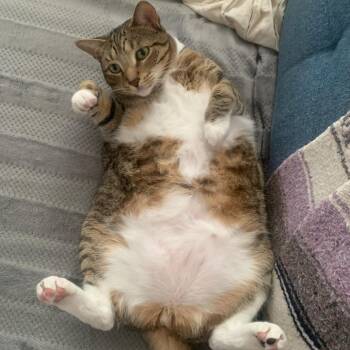 Whiskey -  Domestic Short Hair Cat for Adoption in Wahiawa, Hawaii - Whiskey | PetCurious