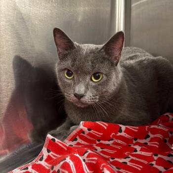 Stormy -  Domestic Short Hair Cat for Adoption in Tallahassee, Florida - Stormy | PetCurious