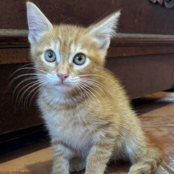 Sumo -  Domestic Short Hair Cat for Adoption in NEW PT RICHEY, Florida - Sumo | PetCurious