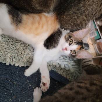 Shangrila -  Domestic Medium Hair Cat for Adoption in Houston, Texas - Shangrila | PetCurious