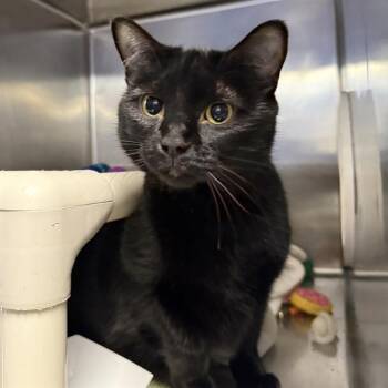 MACY -  Domestic Short Hair Cat for Adoption in Las Vegas, Nevada - MACY | PetCurious