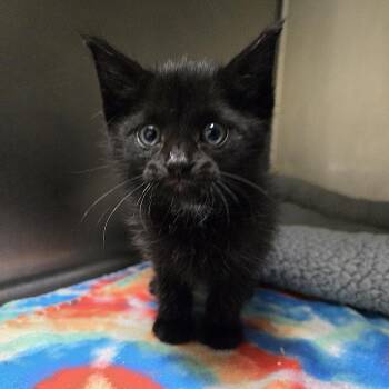 Elliot -  Domestic Short Hair Cat for Adoption in Nashville, Tennessee - Elliot | PetCurious