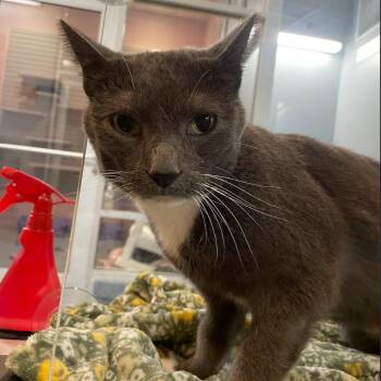 Rescue Domestic Short Hair Cats for Adoption in South Bend, Indiana - Jazz | PetCurious