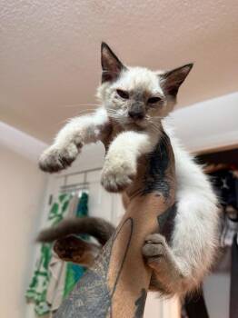 Capicola -  Siamese Cat for Adoption in Warrenville, South Carolina - Capicola | PetCurious