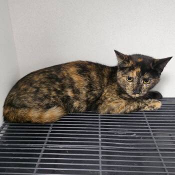 Claire -  Domestic Short Hair Cat for Adoption in Duncan, Oklahoma - Claire | PetCurious