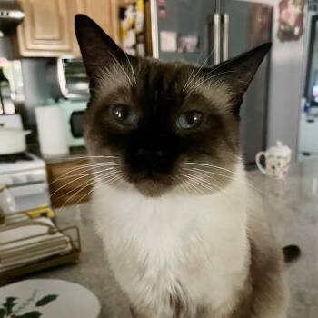 Rescue Siamese Cats for Adoption in Los Angeles, California - Jimmy | PetCurious