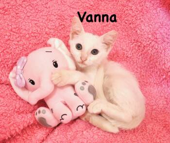 Vanna -  Turkish Van Cat for Adoption in St. Augustine, Florida - Vanna | PetCurious