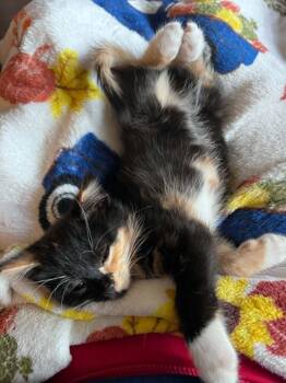 Rosemary -  Calico Cat for Adoption in Mansfield, Texas - Rosemary | PetCurious