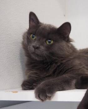 Rescue Domestic Medium Hair Cats for Adoption in Courtenay, British Columbia - Samson | PetCurious