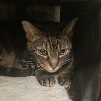 Rescue Domestic Short Hair Cats for Adoption in Lynchburg, Virginia - Mandarin | PetCurious