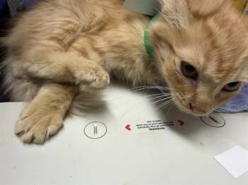 RUFFLES -  Domestic Medium Hair Cat for Adoption in Camarillo, California - RUFFLES | PetCurious
