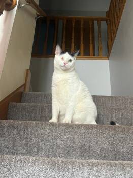 Domestic Short Hair Cats Available for Adoption in Minneapolis, Minnesota - Winkie | PetCurious