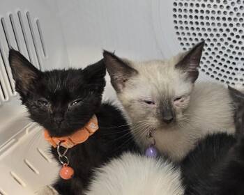 Siamese and Bombay Cats Available for Adoption in Pacifica, California - Soma | PetCurious