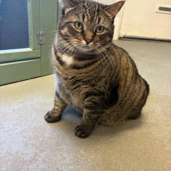 Lilly -  Tabby Cat Available for Adoption in Oberlin, Ohio - Lilly | PetCurious