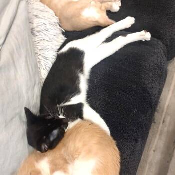 Domestic Short Hair Cats Available for Adoption in Springfield, Oregon - Thistle | PetCurious