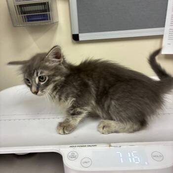 Parton -  Domestic Medium Hair Cat for Adoption in Pasadena, California - Parton | PetCurious