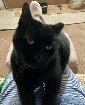 Rescue Domestic Short Hair Cats for Adoption in Albany, New York - Byron | PetCurious