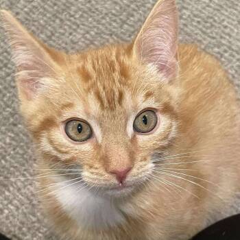 Domestic Short Hair Cats Available for Adoption in Eagle Mountain, Utah - Huey Shaw | PetCurious