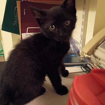 Magnum -  Domestic Short Hair Cat for Adoption in Bordentown, New Jersey - Magnum | PetCurious