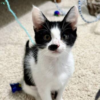 Lily -  Domestic Short Hair Cat for Adoption in Houston, Texas - Lily | PetCurious