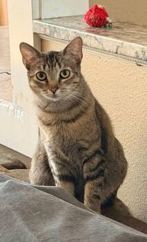 Rusty -  Tabby Cat for Adoption in Anchorage, Alaska - Rusty | PetCurious