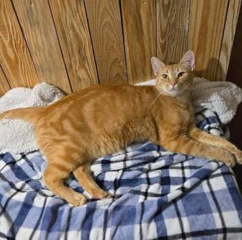 Domestic Short Hair Cats Available for Adoption in Lunenburg, Massachusetts - Goose | PetCurious
