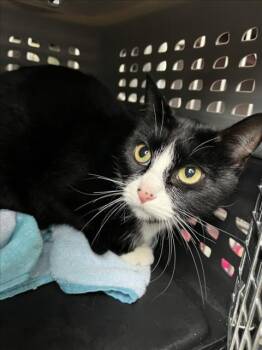 DR. PEPPER -  Domestic Short Hair Cat for Adoption in Derwood, Maryland - DR. PEPPER | PetCurious