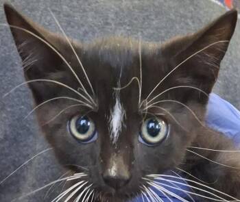 Heinz -  Domestic Short Hair Cat for Adoption in Brenham, Texas - Heinz | PetCurious