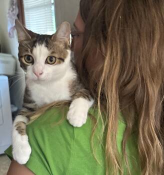 Fuller -  Tabby Cat for Adoption in Avondale, Pennsylvania - Fuller | PetCurious
