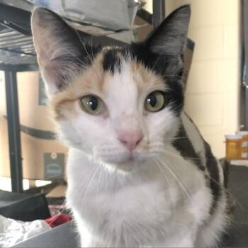 Abby -  Domestic Short Hair Cat for Adoption in San Antonio, Texas - Abby | PetCurious