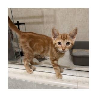 Domestic Short Hair Cats Available for Adoption - Marigold | PetCurious